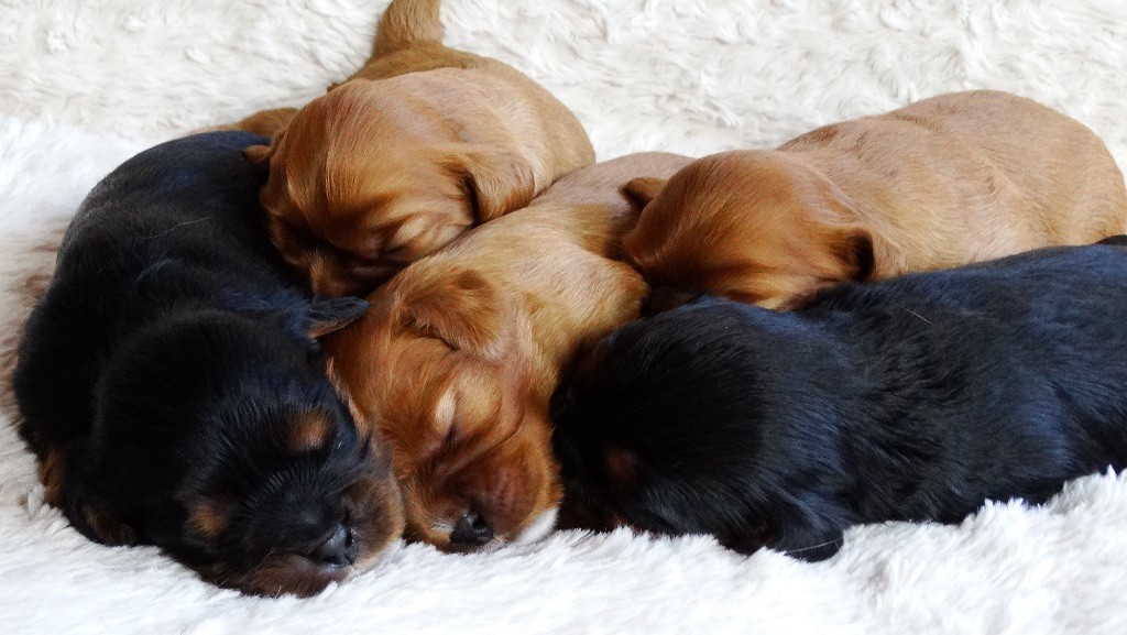 Des Rêves D'inter Nos - Cavalier King Charles Spaniel - Portée née le 24/08/2017