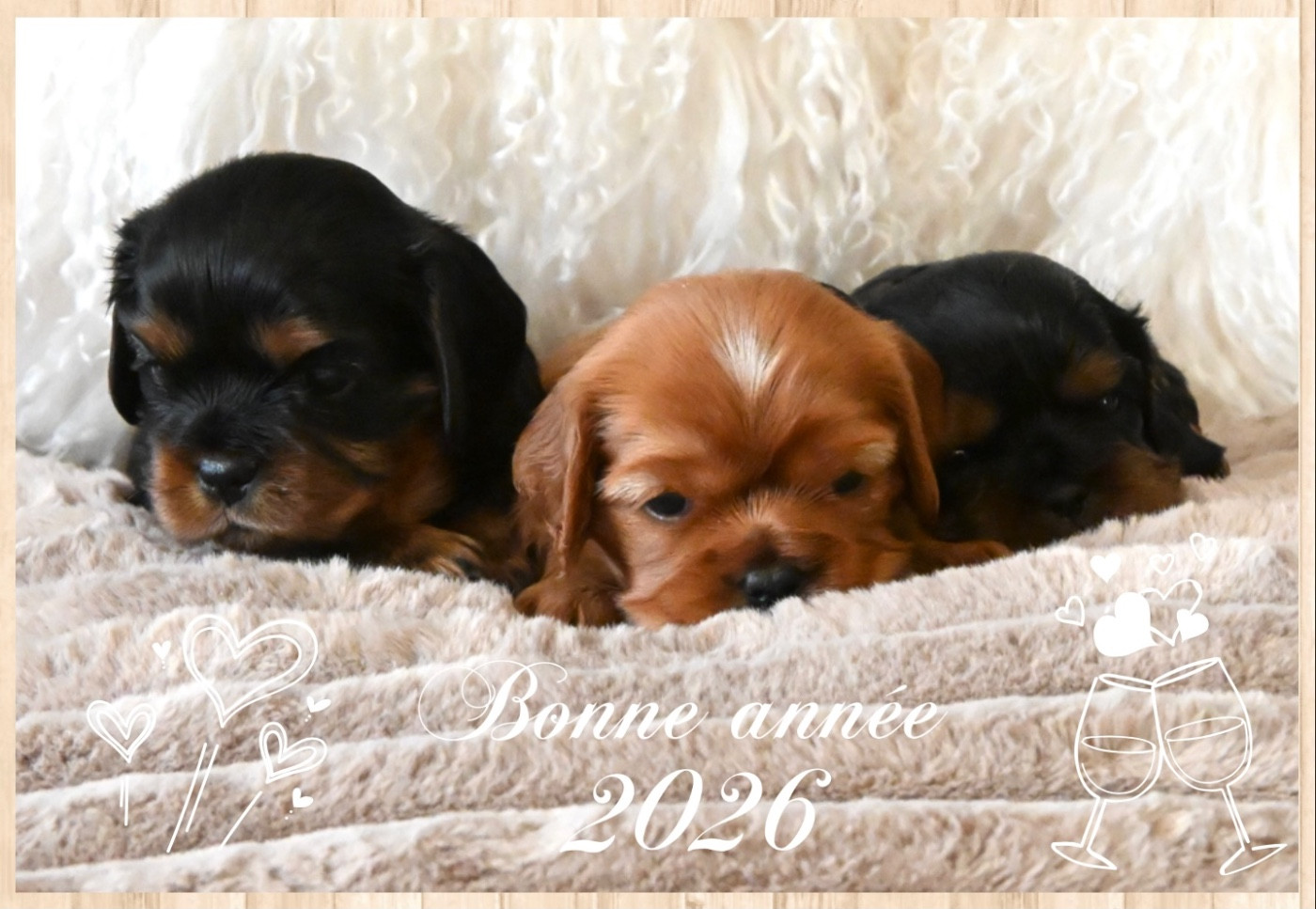 Des Rêves D'inter Nos - Cavalier King Charles Spaniel - Portée née le 04/12/2025