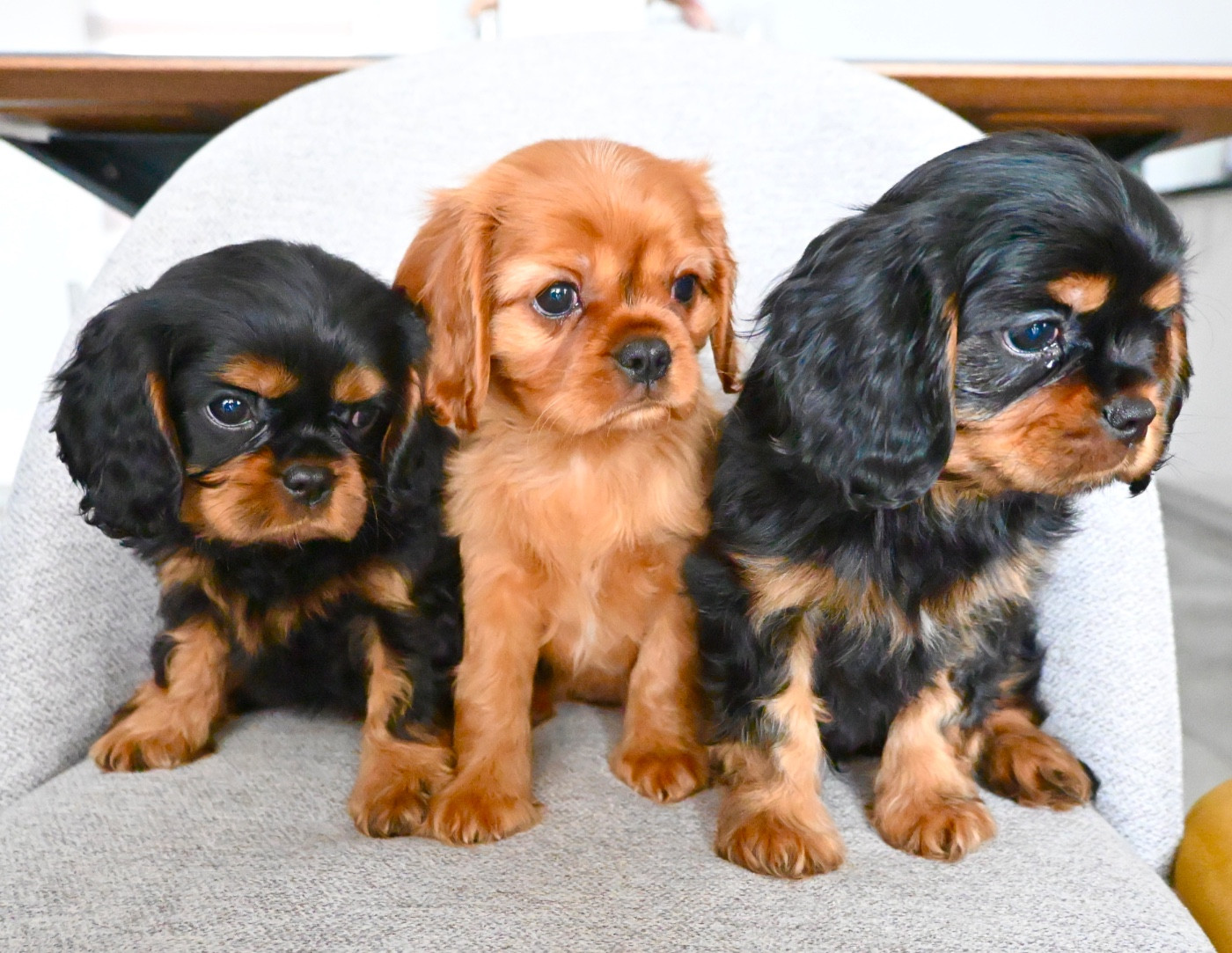 Des Rêves D'inter Nos - Cavalier King Charles Spaniel - Portée née le 04/12/2025